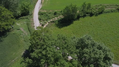 aerial view of flock of sheep returning to the barnyard