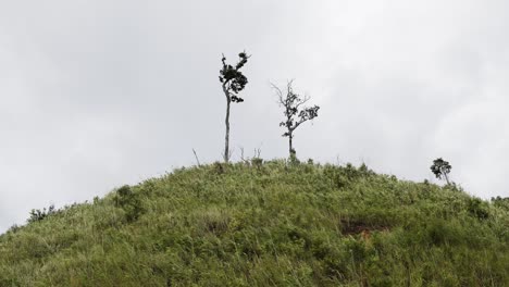 winderige grasheuvel met bomen bovenop op bewolkt regenseizoen