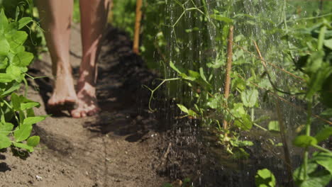 caucasian gardener waters pea shoots in garden, close up tracking shot