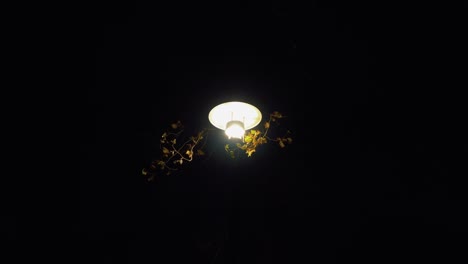Isoliertes-Parklicht,-Das-Nachts-Leuchtet,-Mit-Einigen-Ästen-Und-Blättern,-Die-Es-Umgeben