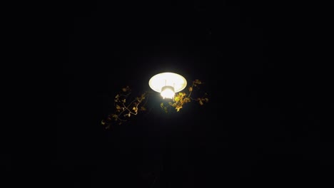 isolated park light shining at night with some branches and leafs surrounding it