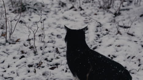 Hauskatze-Im-Verschneiten-Wald-An-Einem-Kalten-Wintertag