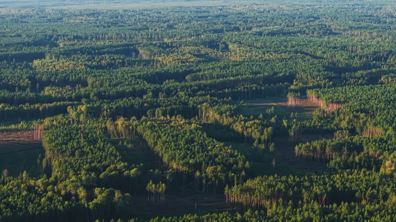 vista aérea de un denso bosque