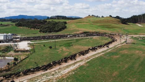 herd of cows in long line near milking shed at large cattle ranch, aerial