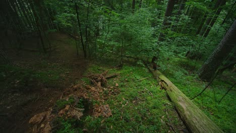 Un-Ciclista-De-Montaña-Está-Recorriendo-Un-Sendero-Fresco-En-Un-Bosque-Exuberante