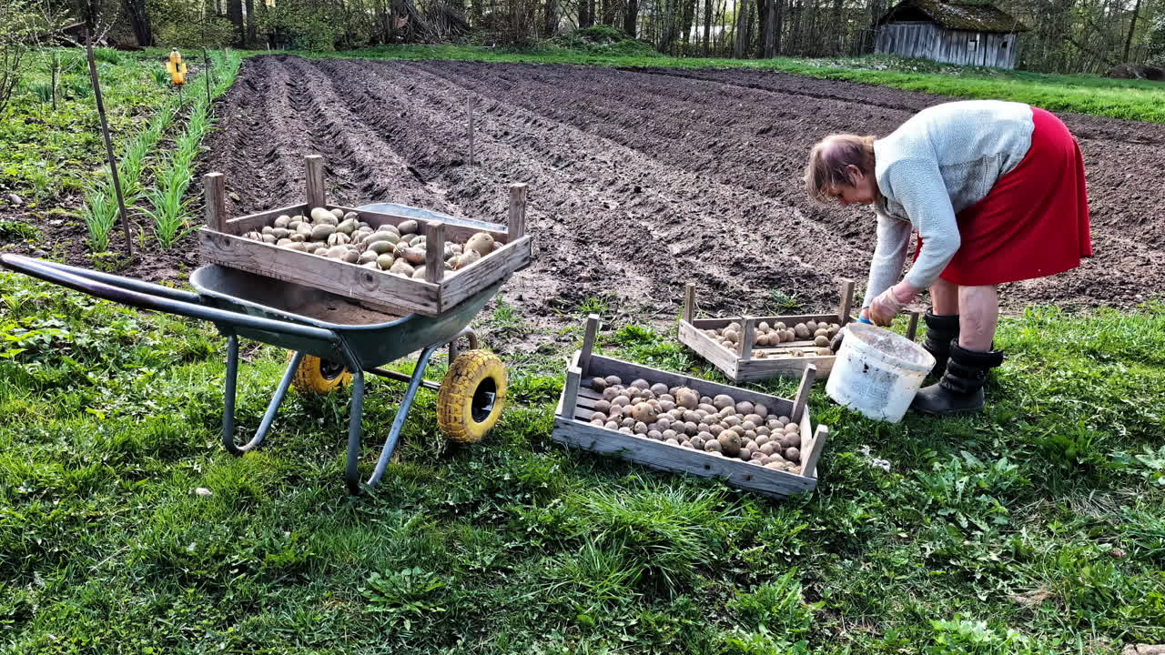 Elderly woman in red skirt prepares seed potatoes by hand at the edge of garden rows