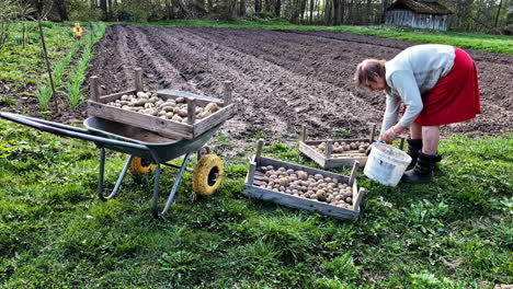 elderly woman in red skirt prepares seed potatoes by hand at the edge of garden rows