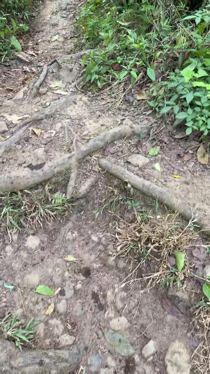 Walking Along a Dirt Trail in a Lush Forest