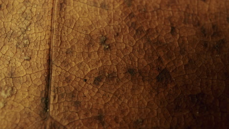 macro shot of a spinning brown leaf