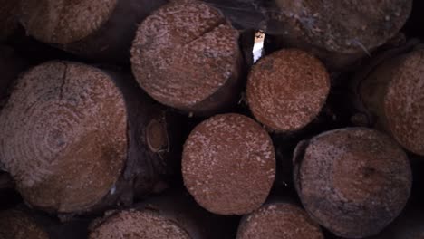 cutted trees stacked up for drying-3