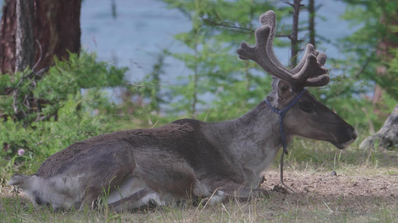 renos enfriando en mongolia a lo largo de un lago en un bosque