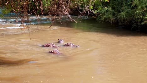 un pequeño grupo de hipopótamos en un río en kenia chapoteando en el agua