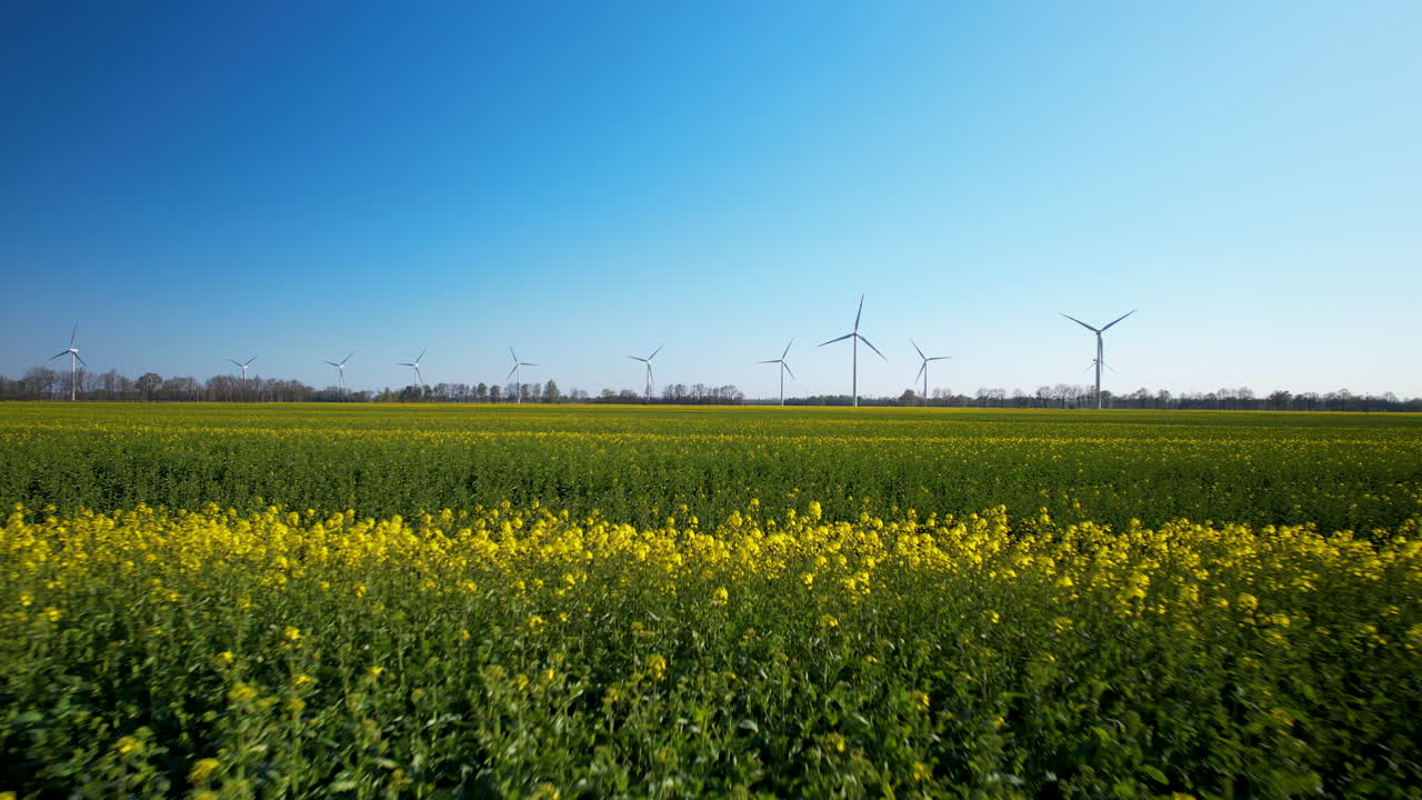 Endless Flowering Yellow Canola Rape Field with Cloudless Blue Sky and Windmill Planf In Backdrop Generating Electricity for Farm - Fast Motion Aerial Push Back