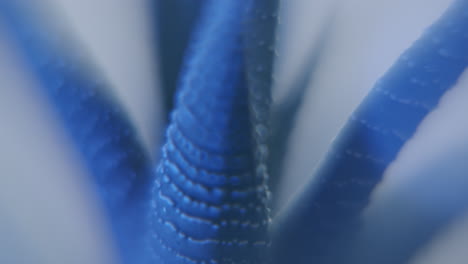 aloe vera leaf extreme close up blue moving light on macro slider