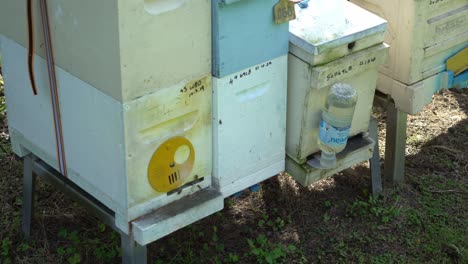 Abejas-Entrando-Y-Saliendo-De-La-Caja-De-La-Colmena-De-Miel-Botella-De-Jarabe-De-Apiario-Australiano