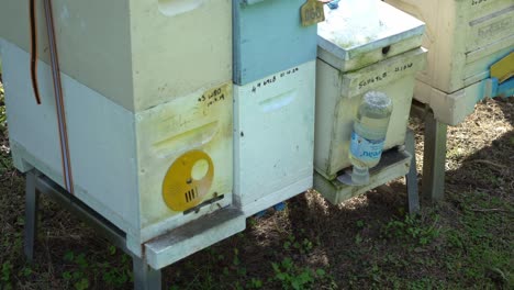 bees going in and out of honey hive box australian apiary syrup bottle
