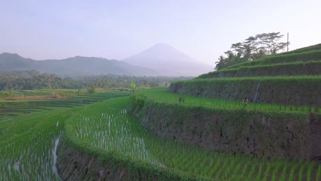 Close-up-drone-shot-of-growing-rice-plants-flooded-with-water-during-sunny-day-in-Indonesia---Beautiful-landscape-with-mountains-in-background