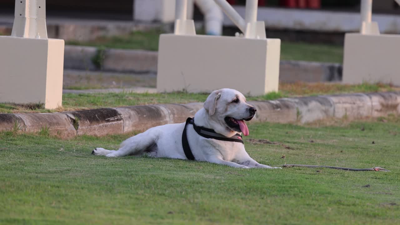 해가 지면 개가 야외에서 휴식을 취하는 내용.