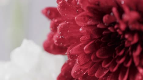 micro video close up of red flower with copy space on white background