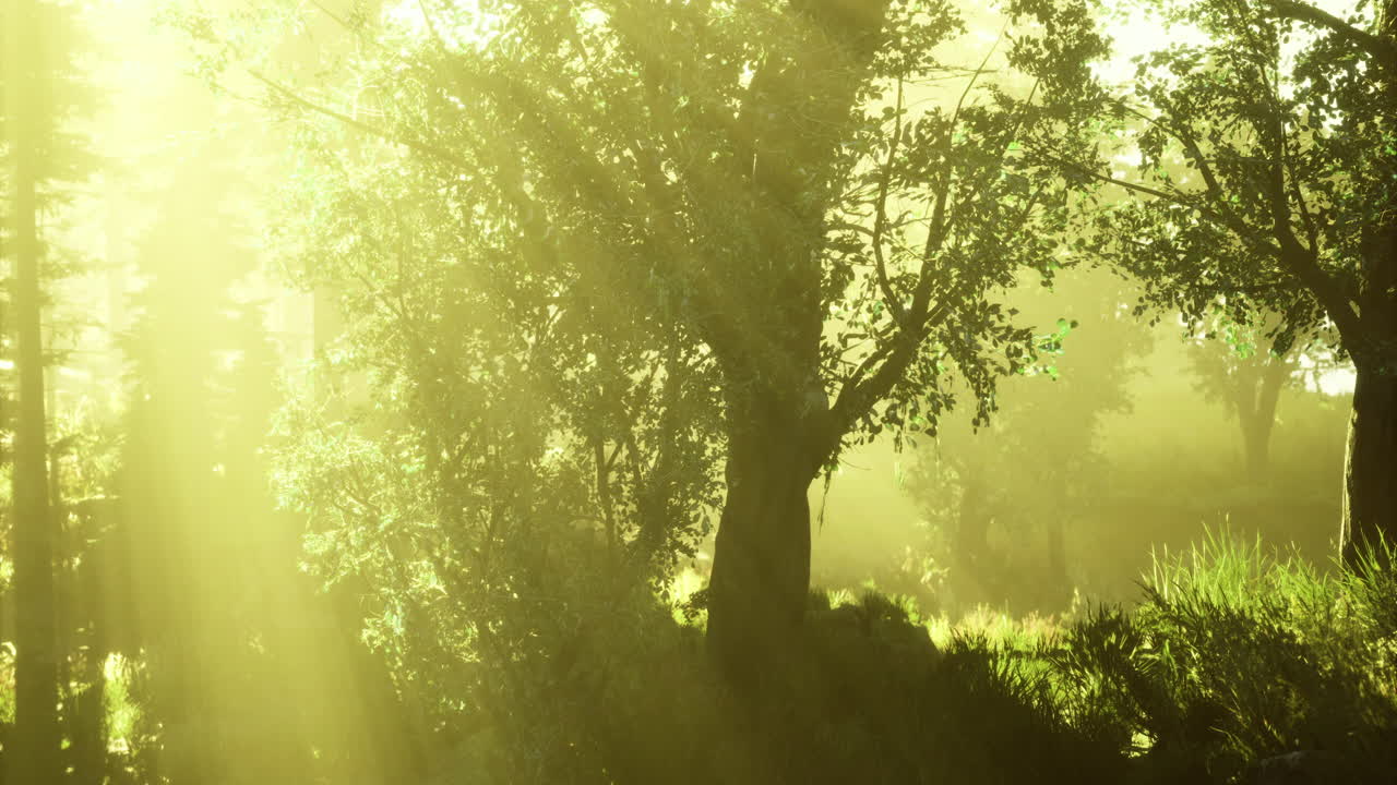 Golden light softly filters through lush trees in a tranquil forest atmosphere