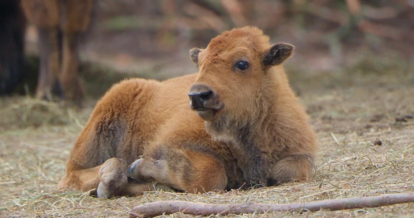 Piccolo cucciolo di bisonte selvatico nel suo ambiente naturale, una scena di vita selvatica.