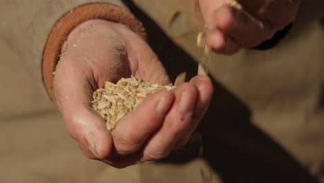 el agricultor inspecciona su cosecha con las manos sosteniendo semillas maduras de trigo.