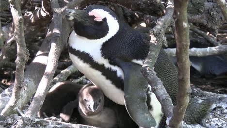 familia de pingüinos africanos en una reserva natural, pollitos escondidos bajo el cuerpo de la madre, cerrar