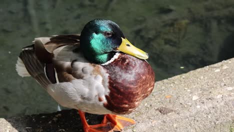 a duck is sitting on a ledge near a body of water