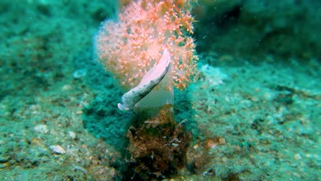 Large-White-Black-Striped-Nudibranch-Tossed-Thrown-Off-Soft-Coral-in-Sea-Current