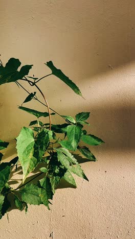 sunlight on a plant