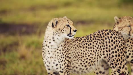 Fauna-Africana-En-Peligro-En-La-Reserva-Nacional-Masai-Mara,-Animal-En-Peligro-De-Extinción,-Necesidad-De-Protección-Y-Conservación-En-Kenia,-Animales-De-Safari-Africano-En-Masai-Mara