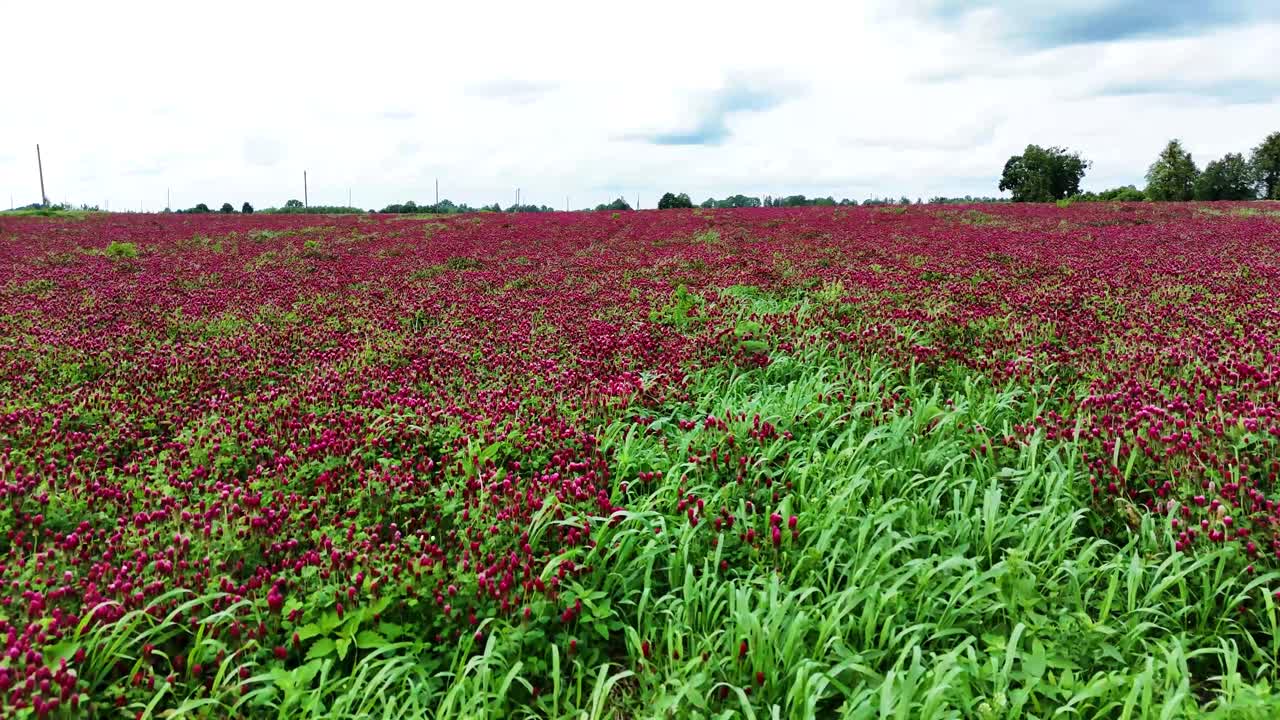 Beautiful red color clover field in Lithuania, aerial low angle view