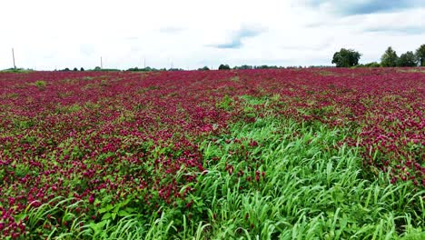beautiful red color clover field in lithuania, aerial low angle view