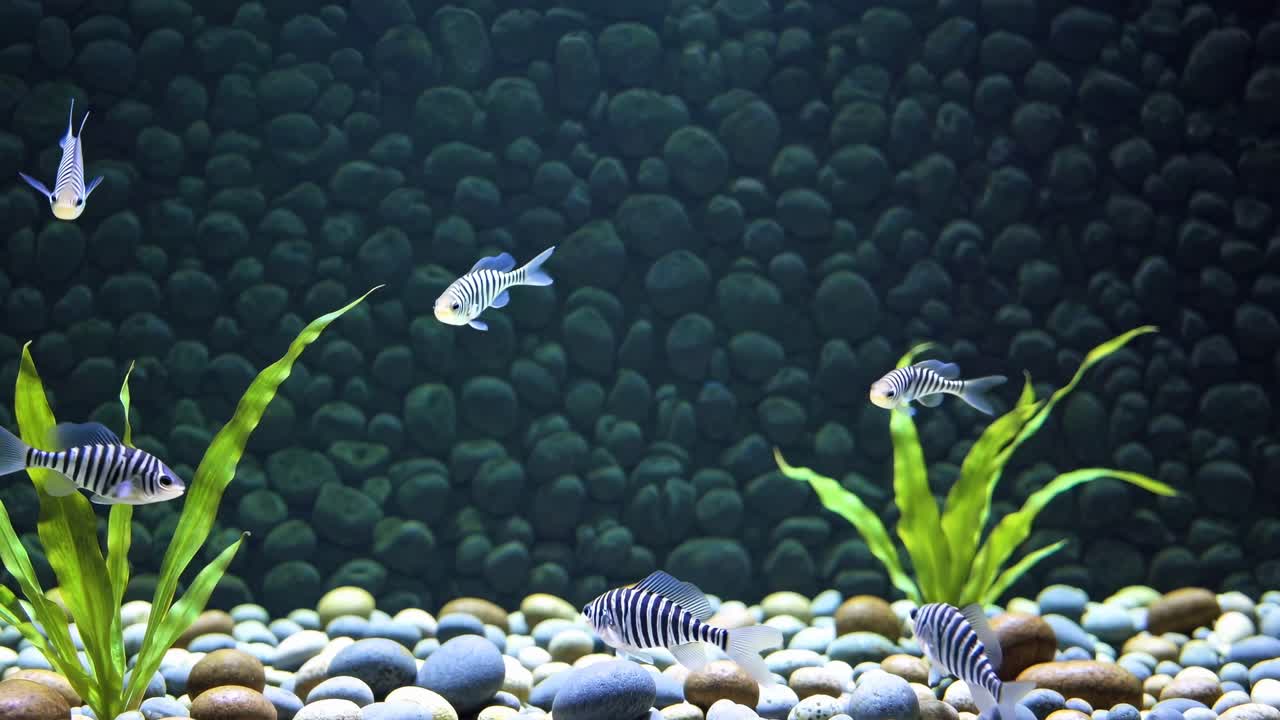 Underwater video scene of a fish tank with a low-angle view, showcasing striped fish swimming among