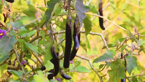 Aubergines-Hanging-On-Organic-Farm-On-Sunny-Day