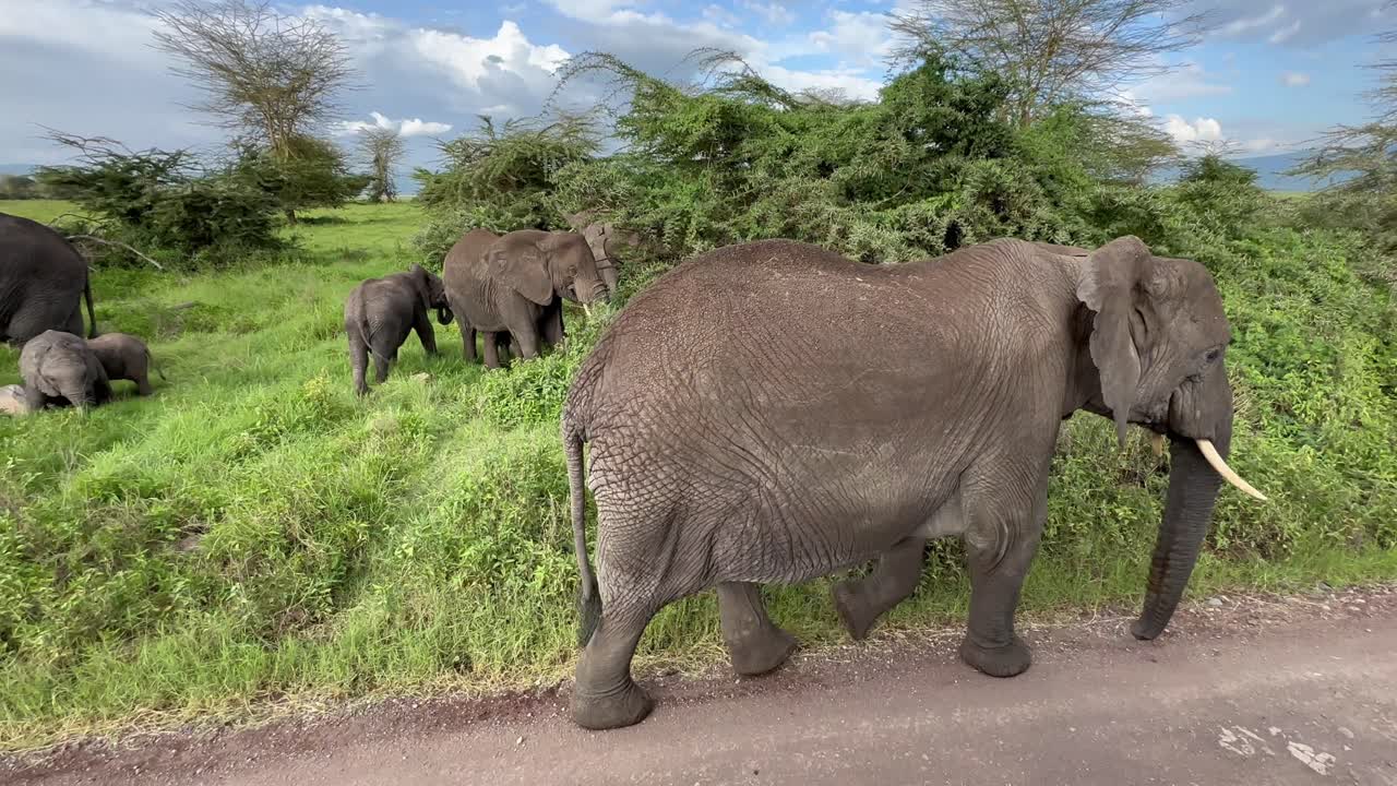 African bush elephant (Loxodonta africana) walking by in Ngorongoro crater in Tanzania.