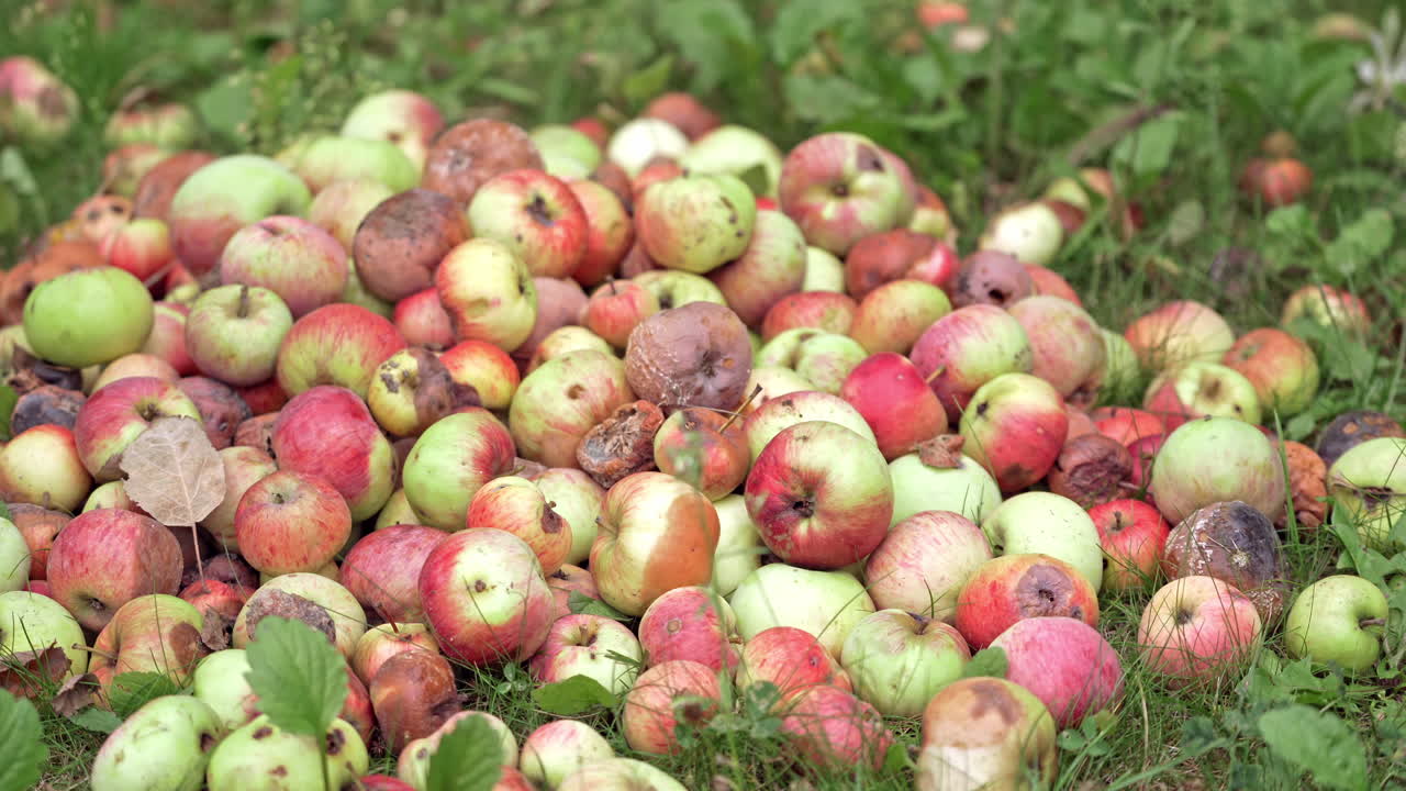 Organic Apples in Garden. Close up view of apples fell on the grass