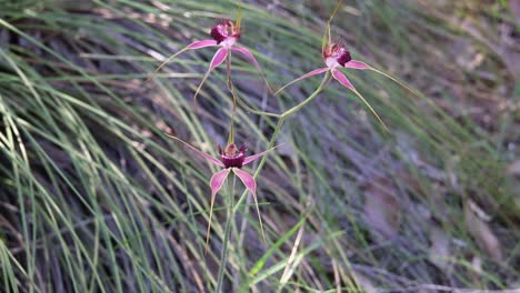 three pink spider orchids growing in the wild, australian wildflowers