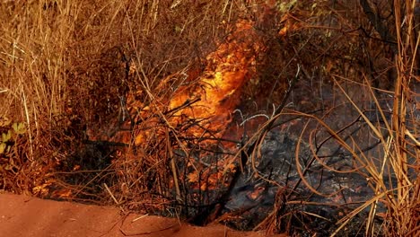 un incendio forestal quema maleza seca y pasto en un año de sequía - vista aislada cercana