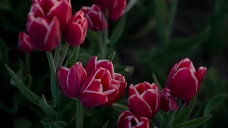 Blick-Oben-Auf-Blühende-Rote-Tulpen-Mit-Grünen-Blättern.-Nahaufnahme-Schöne-Blütenknospen.