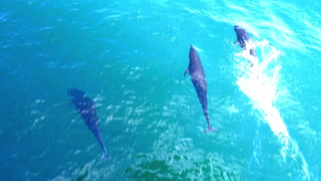 delfines súper raros nadando debajo del barco en agua clara