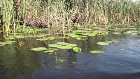 beautiful green water lilies in danube delta - close-up