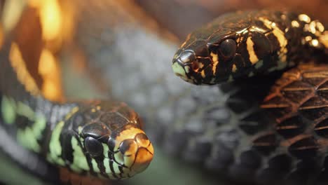 Spilotes-pullatus,-commonly-known-as-the-caninana,chicken-snake,yellow-rat-snake,-or-serpiente-tigre,-is-a-species-of-large-nonvenomous-colubrid-snake-endemic-to-warmer-parts-of-the-Americas.