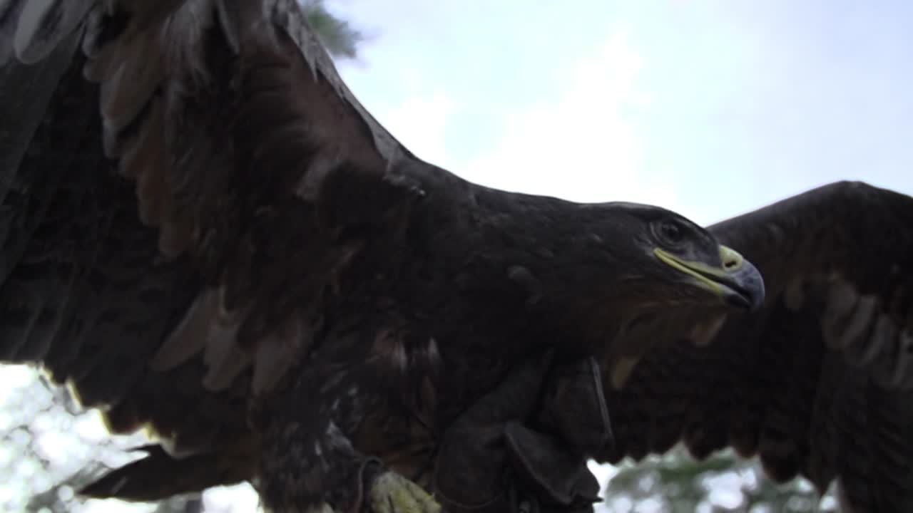 águila, halcón con alas anchas y plumas en cámara lenta comenzando a volar