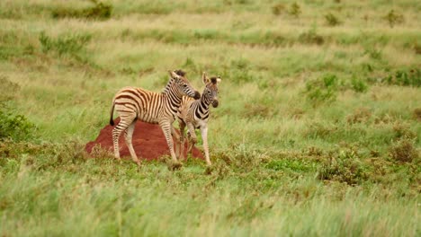 Zeitlupe:-Zwei-Burchell-Zebra-Fohlen-Spielen-Liebevoll-Vor-Einem-Roten-Ameisenhaufen-In-Grüner-Graslandschaft