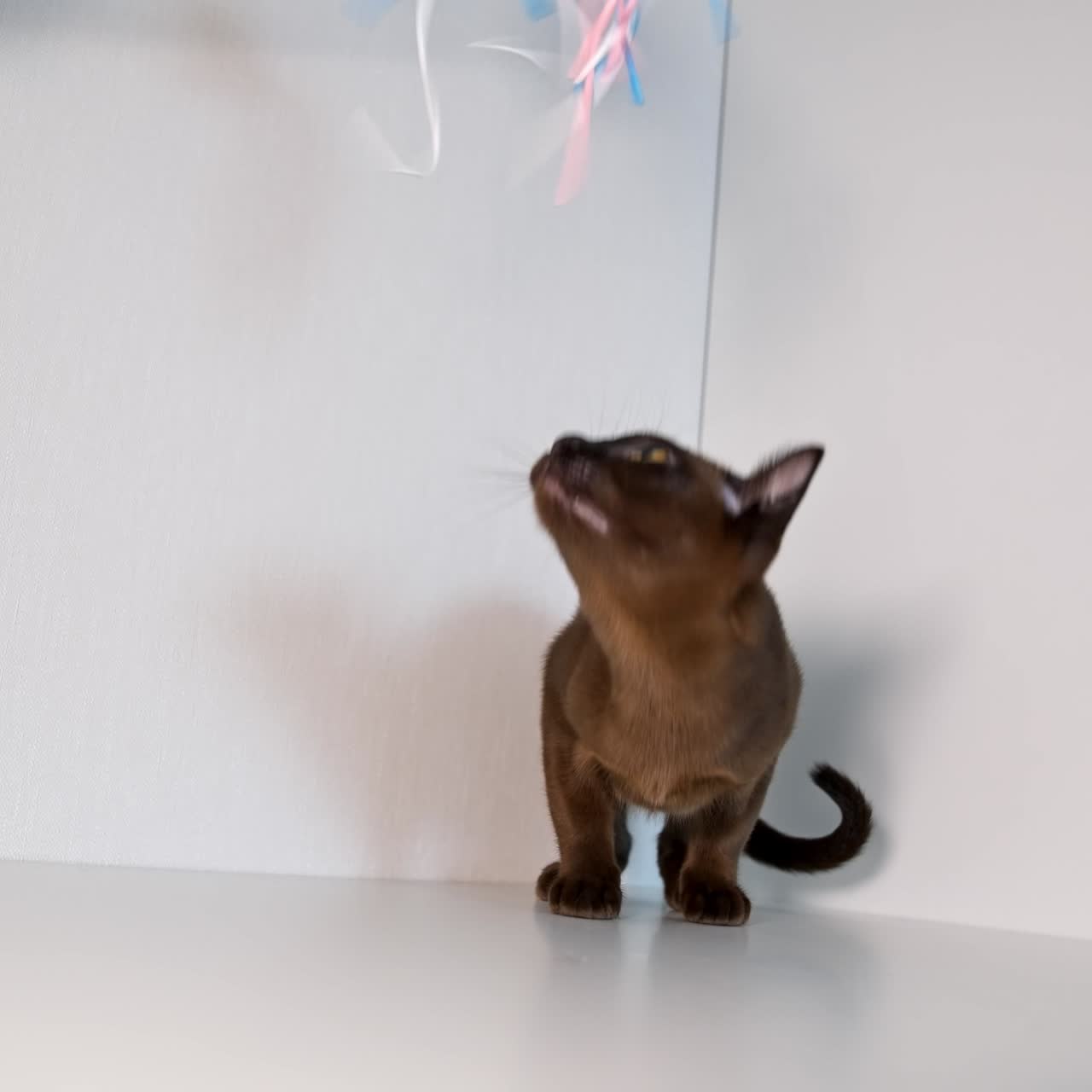 Piccolo gattino annusa qualcosa su uno scaffale e gioca con piume colorate. Il gatto guarda in alto con curiosità. Video frontale.
