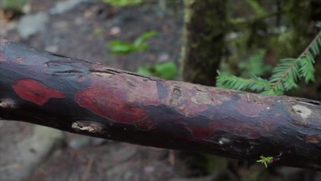 moviéndose lentamente a lo largo de un gran árbol rojo hermoso