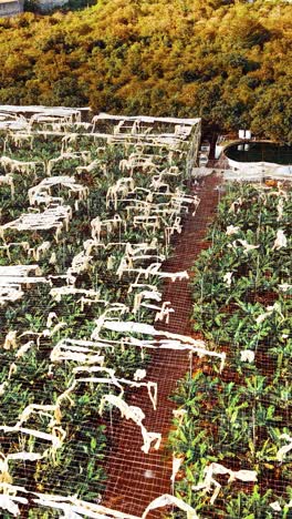 la vista del avión no tripulado revela campos agrícolas en gran canaria, españa