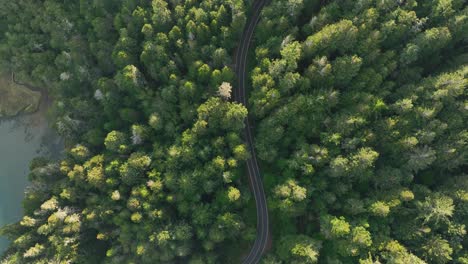 top down aerial view of a road winding through the forest of top lit trees