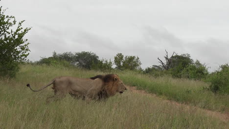 African-Male-Lion-Roaming-the-Savannah-in-Africa